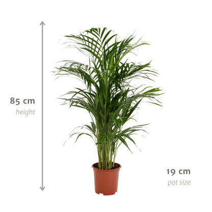 Zimmerpalme Areca-Palme - Ø17cm - ↕70cm