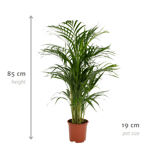 Zimmerpalme Areca-Palme - Ø17cm - ↕70cm