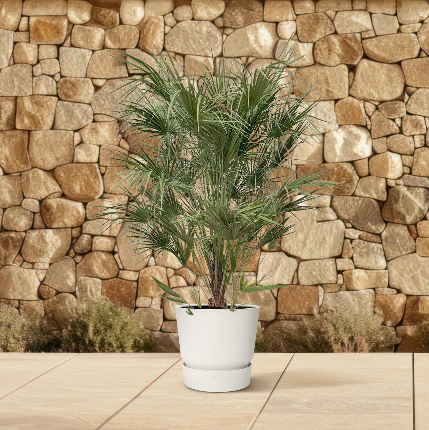 Chamaerops Humilis Strauch - 170cm - Ø30