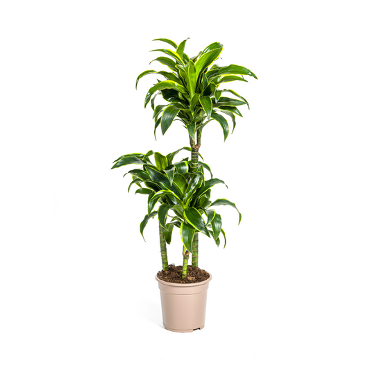 Drachenbaum - Dracaena Deremensis Dorado Ø21cm - ↕100 - 120cm