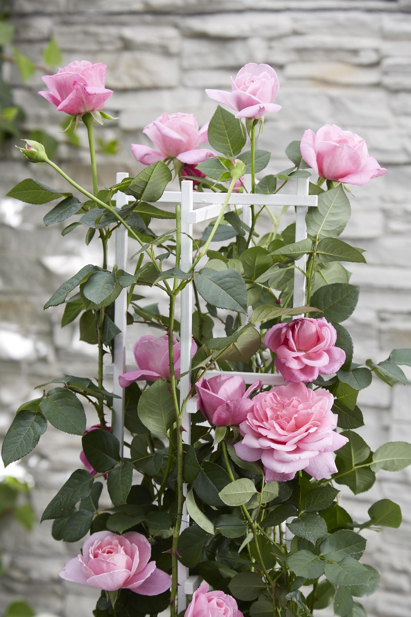 Rosa Crazy in love 'Pink' - Rosa Rose - Ø15cm - ↕65cm
