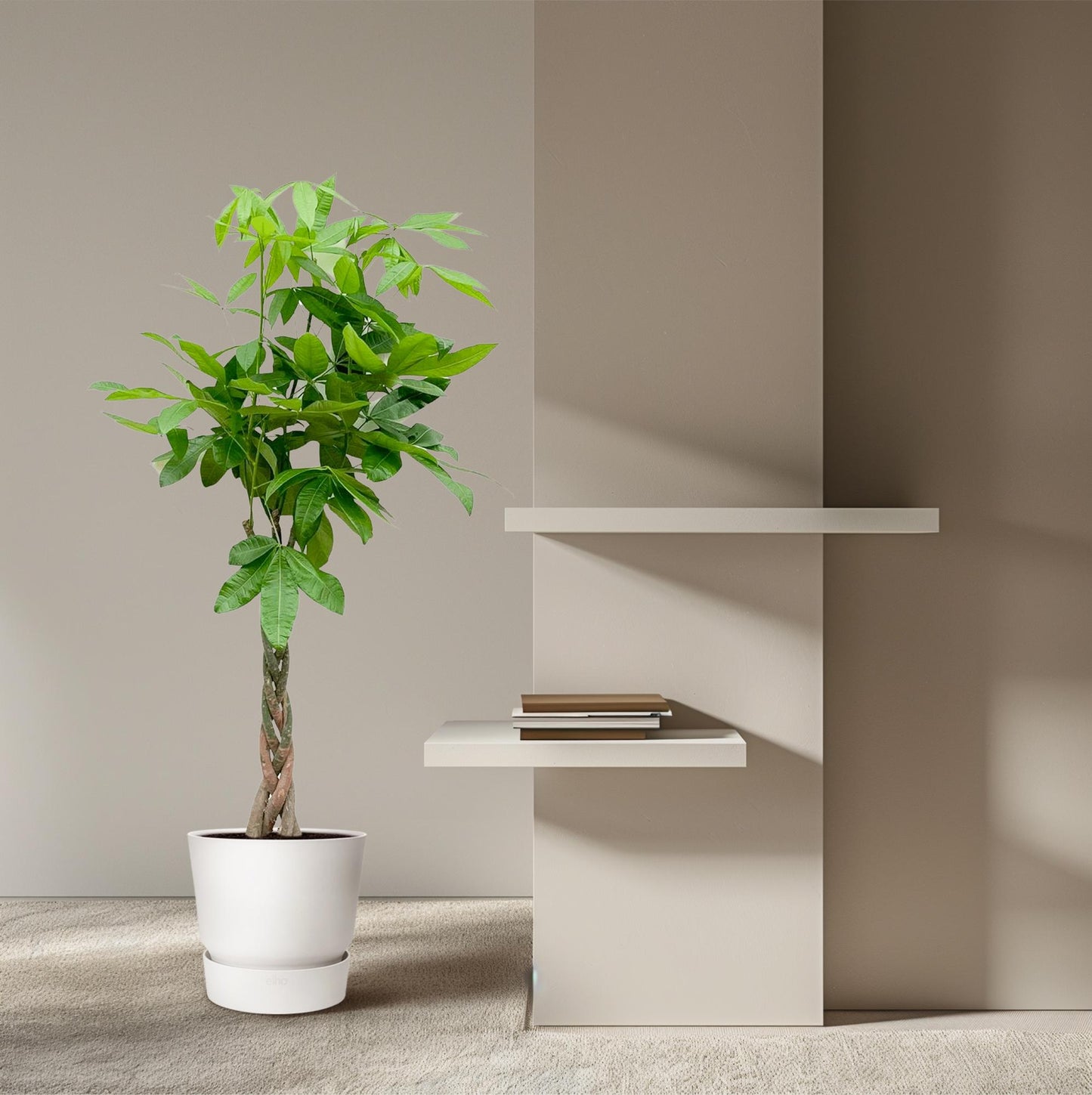 Pachira Aquatica - 120cm - ø 21-24cm