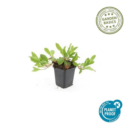 6x Schnecken-Knöterich - Persicaria aff. 'Darjeeling Red' - ↕10-25cm - Ø9cm