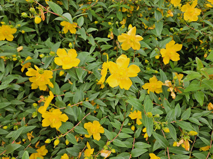 6x Hypericum dummeri 'Peter Dummer' - ↕10-25cm - Ø9cm