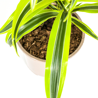 Drachenbaum - Dracaena Deremensis Lemon Lime Ø19cm - ↕70 - 90cm