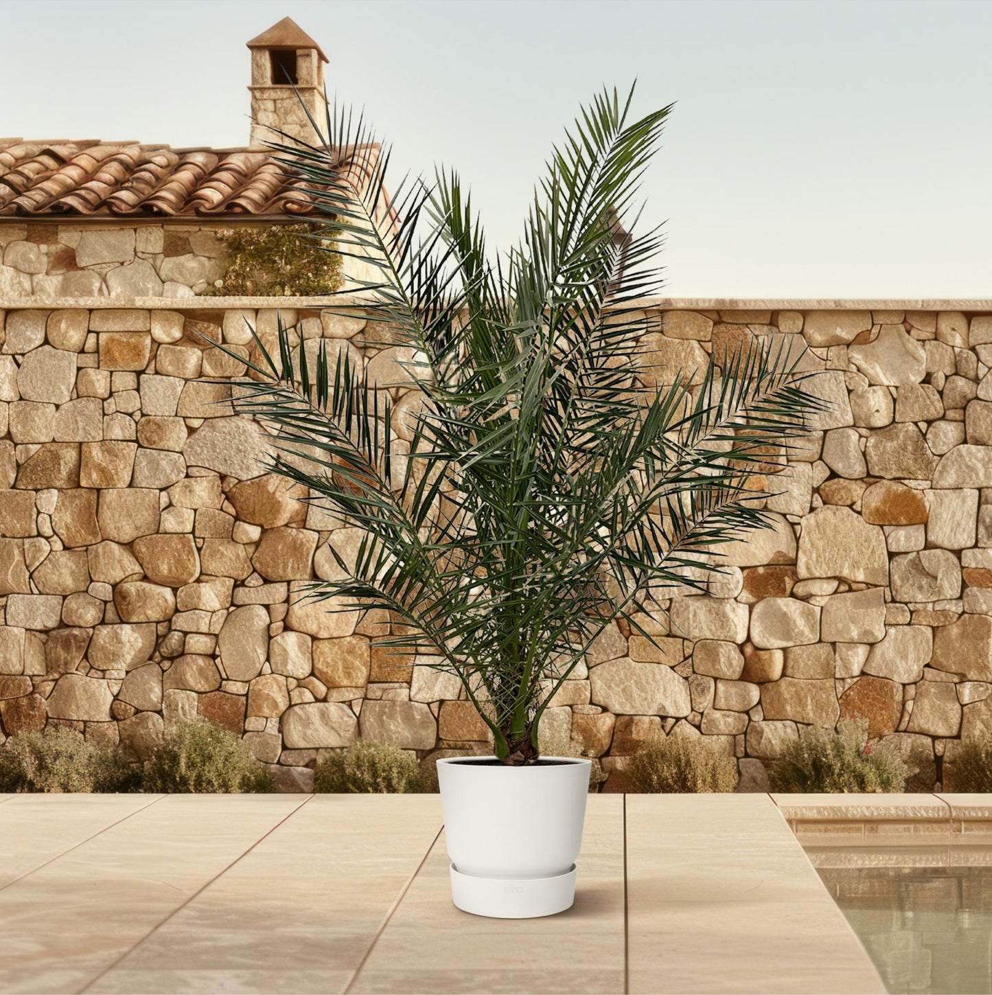 Phoenix Canariensis - 180 cm - Ø27cm