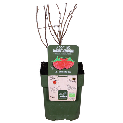 Himbeere - Rubus idaeus 'Malling Promise' - Ø13cm - ↕45cm