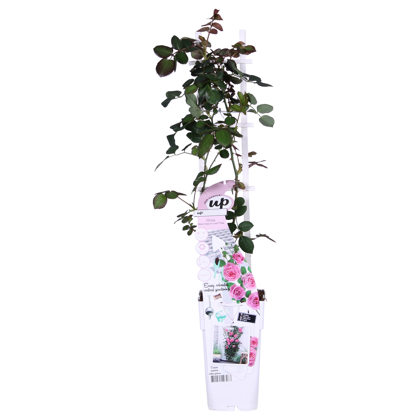 Rosa Crazy in love 'Pink' - Rosa Rose - Ø15cm - ↕65cm