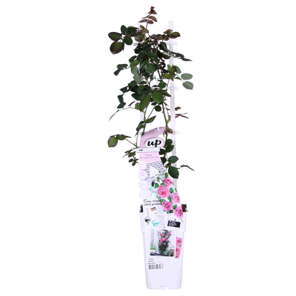 Rosa Crazy in love 'Pink' - Rosa Rose - Ø15cm - ↕65cm