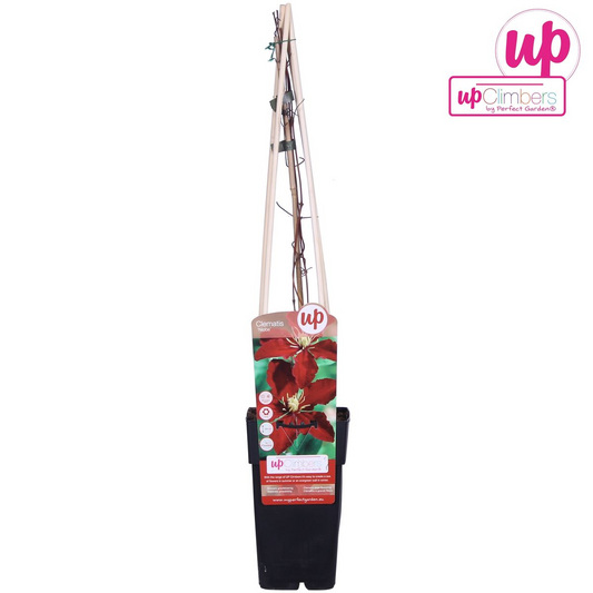 rote Clematis Niobe - ↨65cm - Ø15