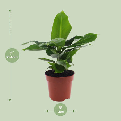 Musa Oriental Dwar - Ø12cm - ↕25cm