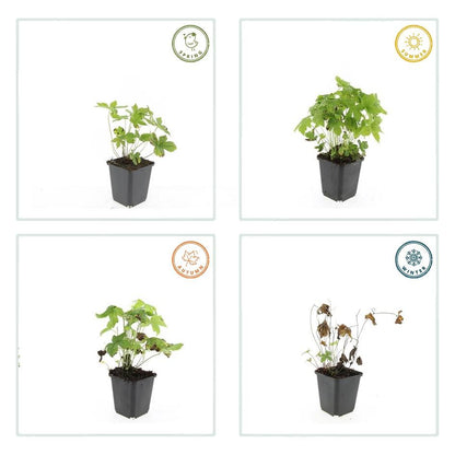 6x knotiger Storchschnabel - Geranium nodosum - ↕10-25cm - Ø9cm