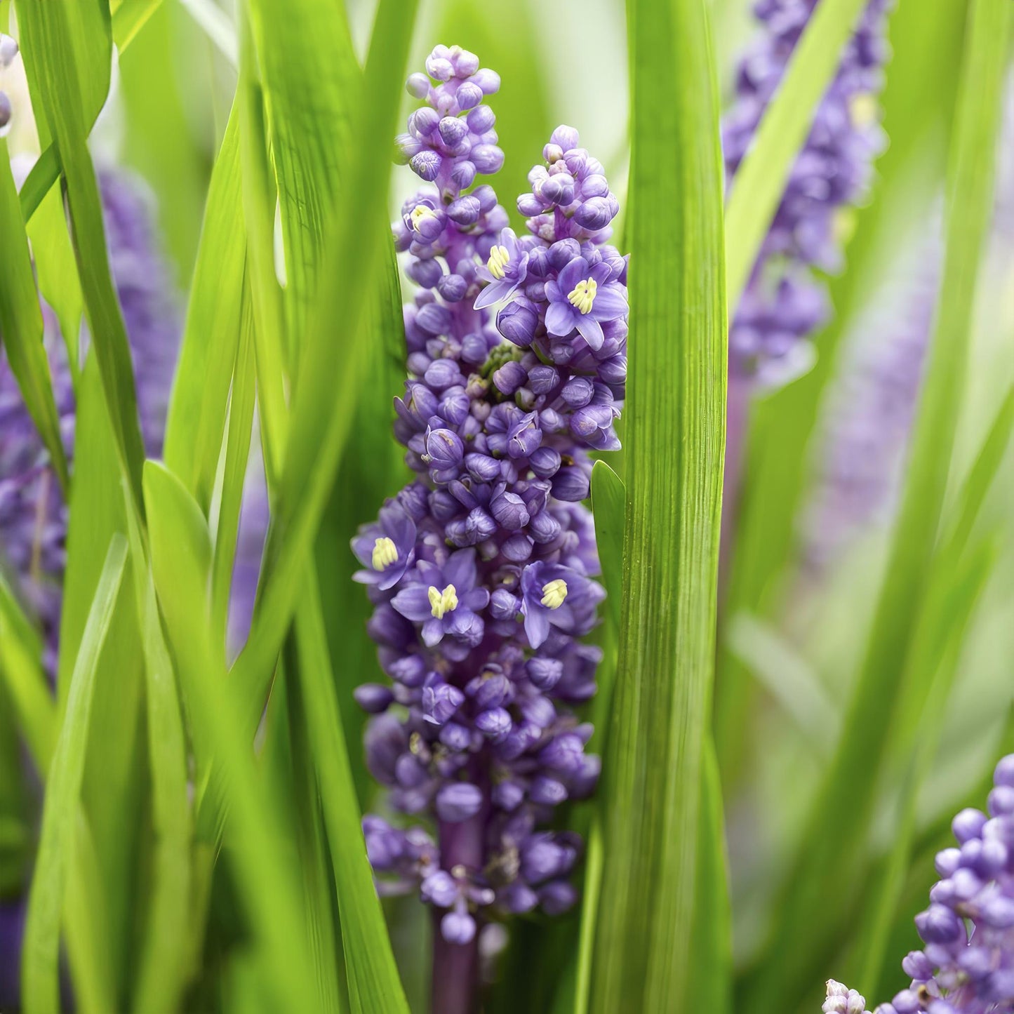 6x Liriope muscari 'Big Blue' - ↕10-25cm - Ø9cm
