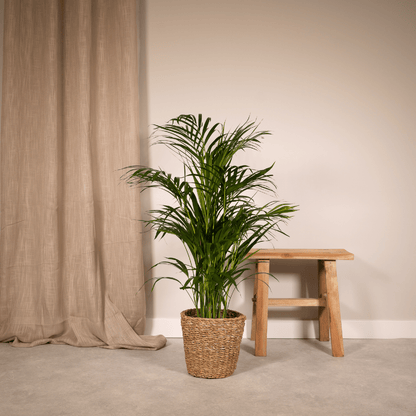 Zimmerpalme Areca-Palme - Ø17cm - ↕70cm