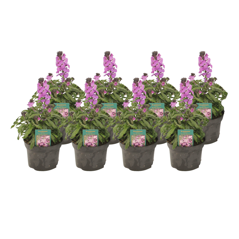 8x violetter Schöterich - Erysimum Linifolium 'Bowles Mauve' - Ø13cm - ↕30cm