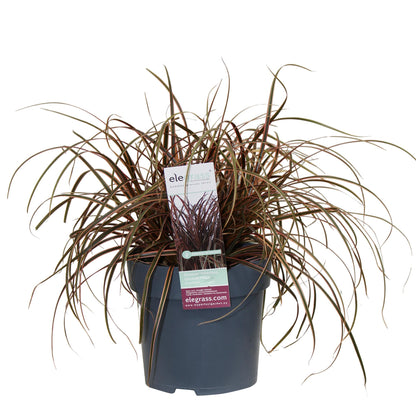 Uncinia rubra Everflame - Ø19cm - ↕40cm - Ø14 - ↨30cm