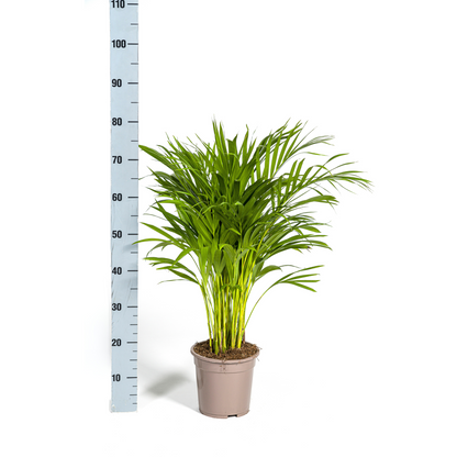 Dypsis Areca Lutescens Ø19cm - ↕80 - 100cm
