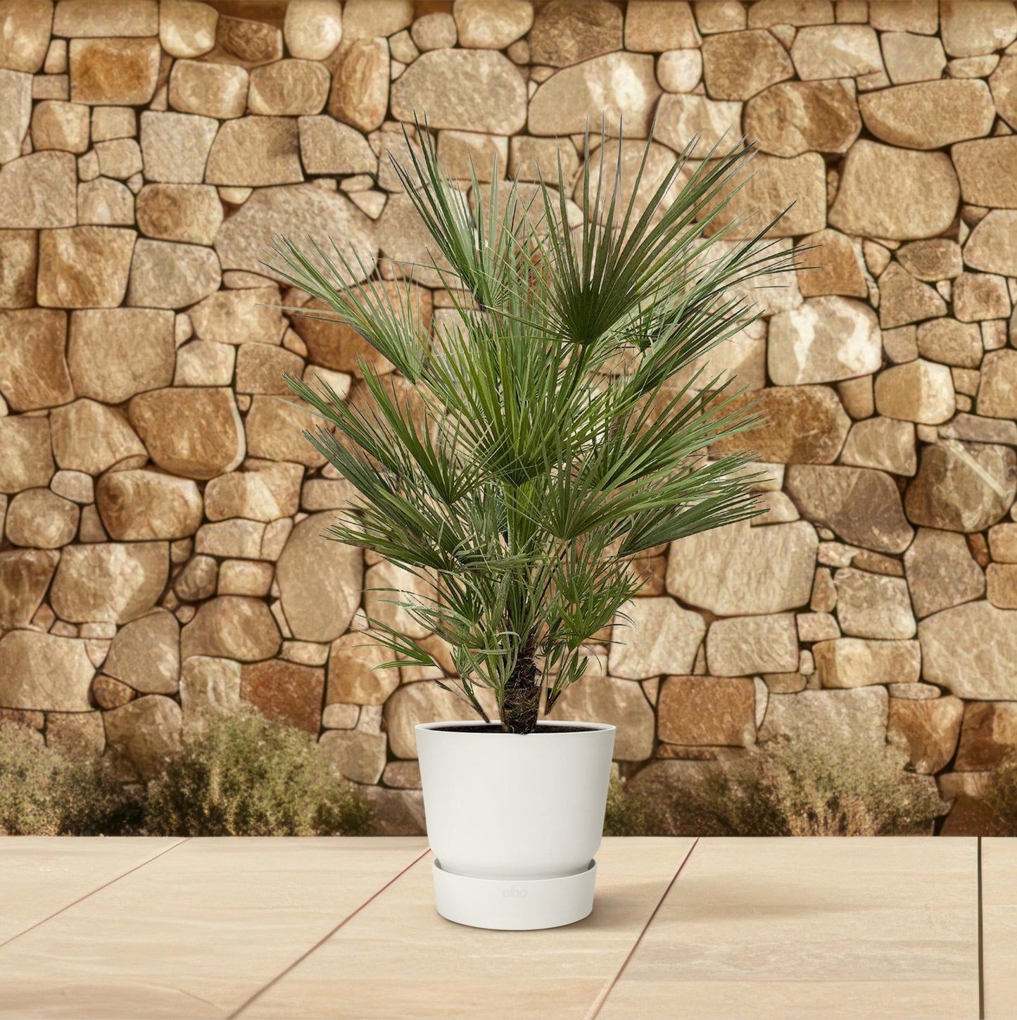 Chamaerops Humilis - 150cm- ø30cm