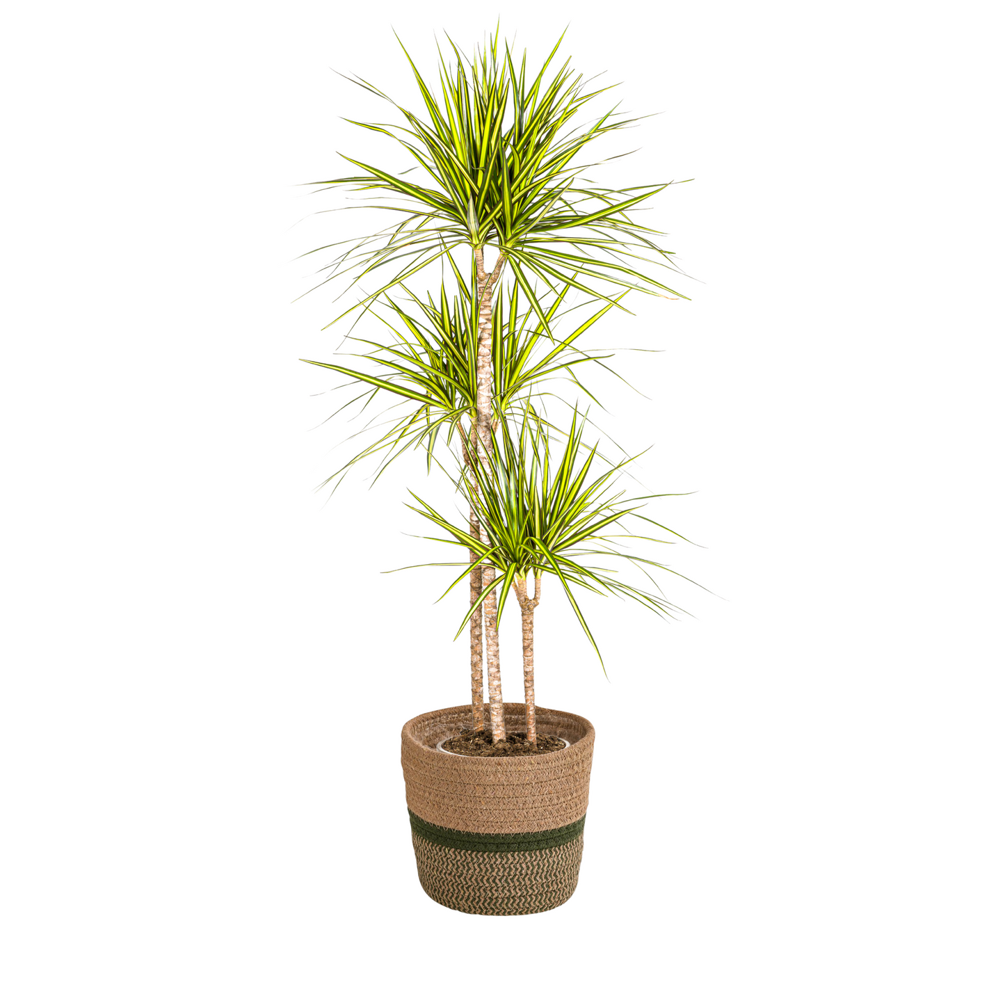 Drachenbaum - Dracaena Marginata Sunray mit Korb Ø24cm - ↕130 - 150cm