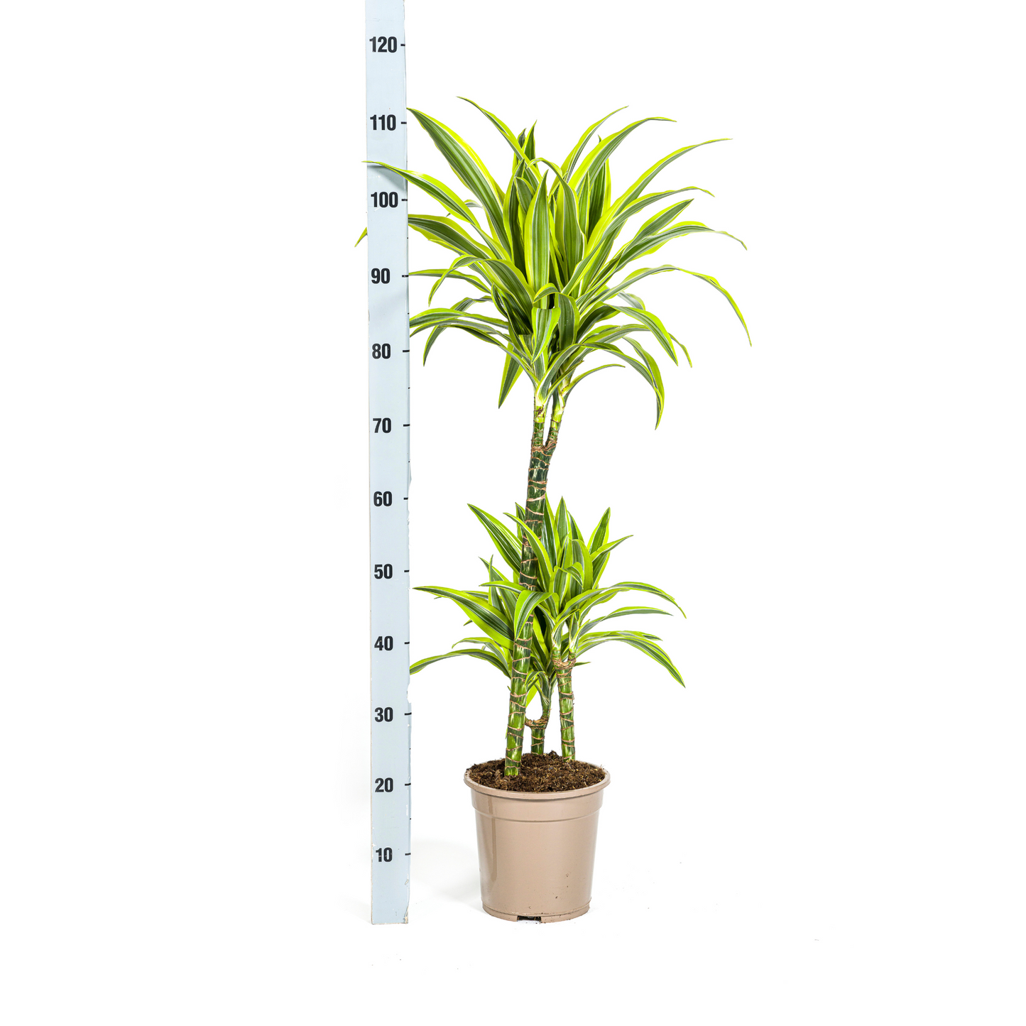 Drachenbaum - Dracaena Deremensis Lemon Lime mit Korb Ø21cm - ↕90 - 110cm
