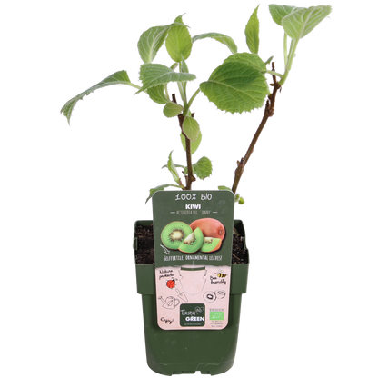 Actinidia delciosioa 'Jenny' - Kiwi - Ø13cm - ↕45cm