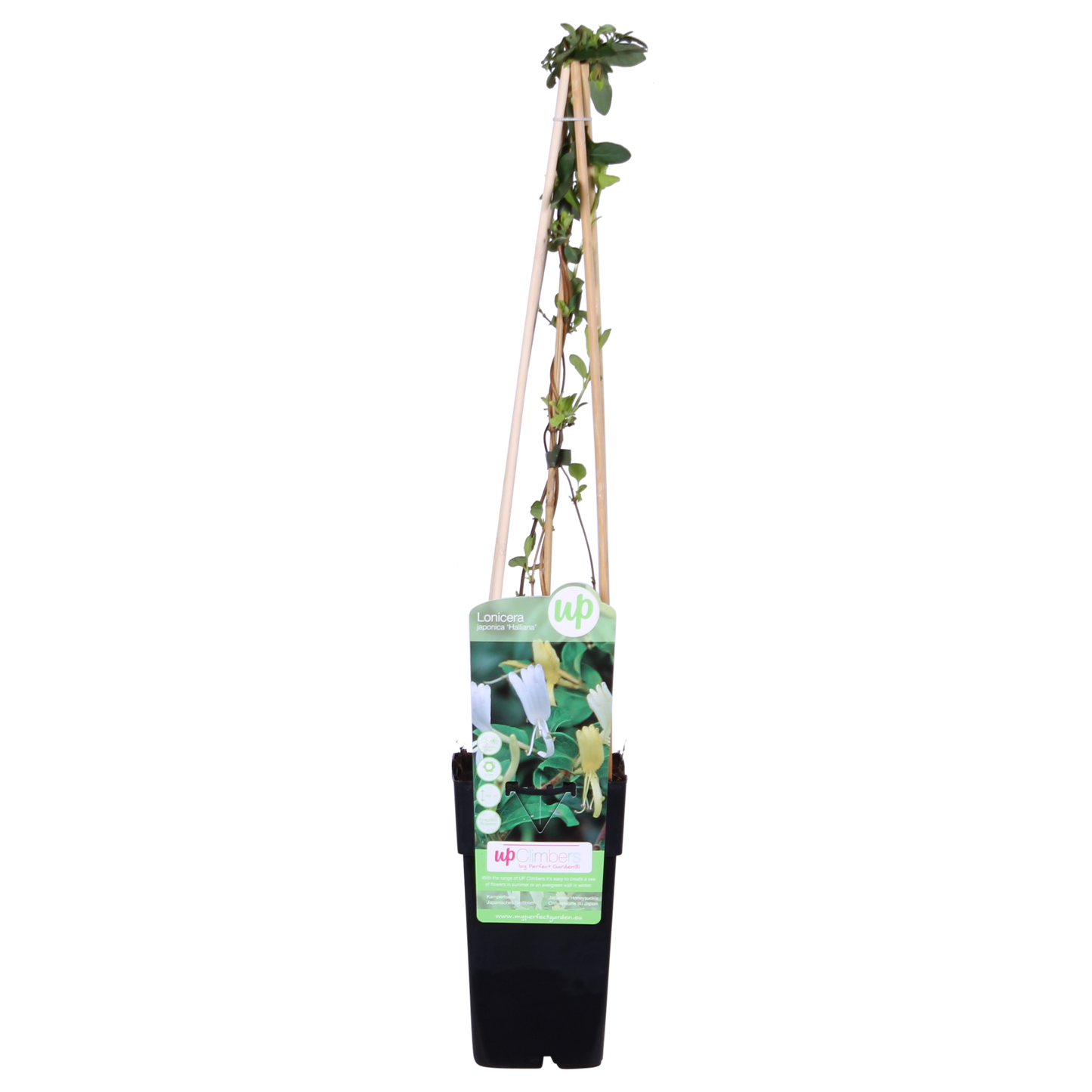 Japanisches Geißblatt - Lonicera japonica 'Halliana-'  Ø15cm - ↕65cm