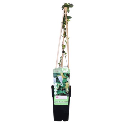 Japanisches Geißblatt - Lonicera japonica 'Halliana-'  Ø15cm - ↕65cm