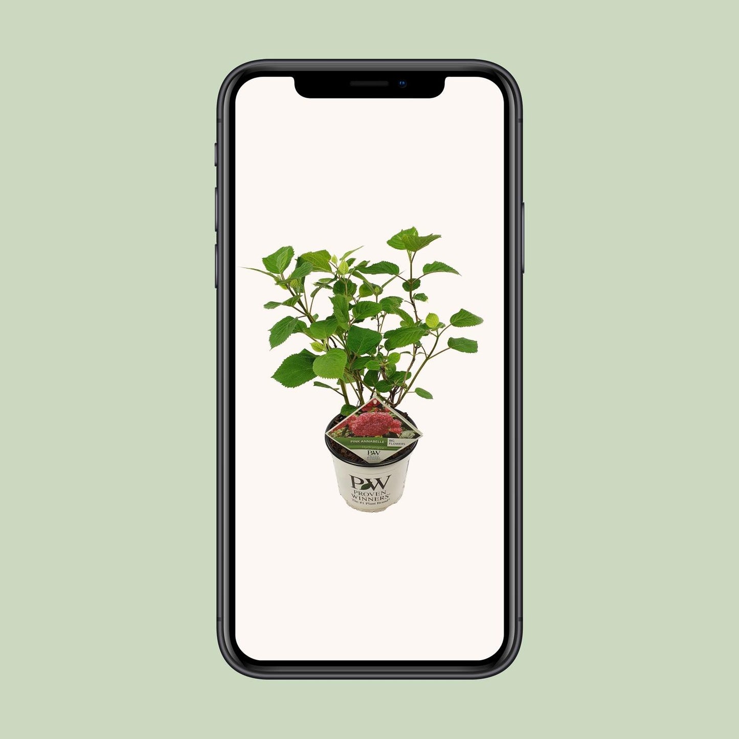 Endlose Hortensie - Hydrangea arbo. 'Pink Annabelle' - Ø19cm - ↕30cm