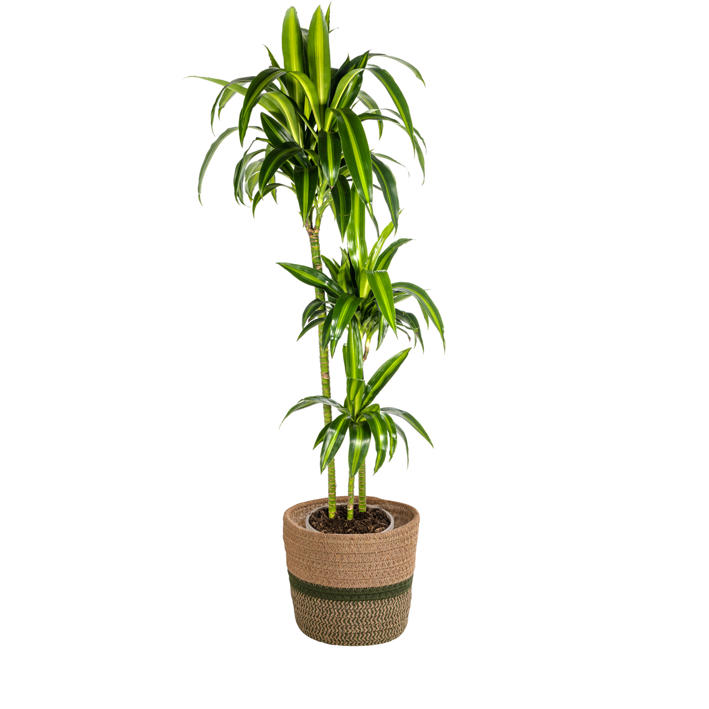 Drachenbaum - Dracaena Deremensis Hawaiian Sunshine mit Korb Ø24cm - ↕130 - 150cm