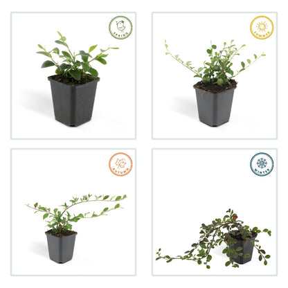 6x Teppich-Zwergmispel - Cotoneaster dammeri - ↕10-25cm - Ø9cm