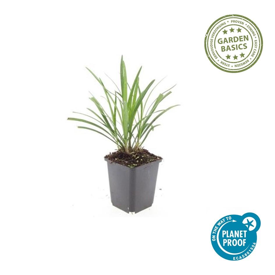 6x Liriope muscari 'Ingwersen' - ↕10-25cm - Ø9cm