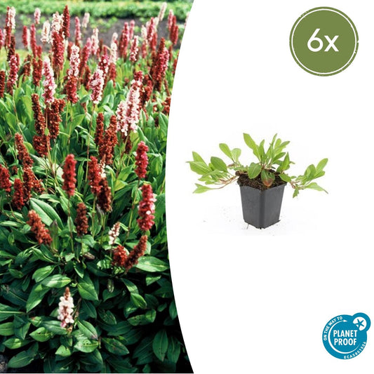 6x Schnecken-Knöterich - Persicaria aff. 'Darjeeling Red' - ↕10-25cm - Ø9cm