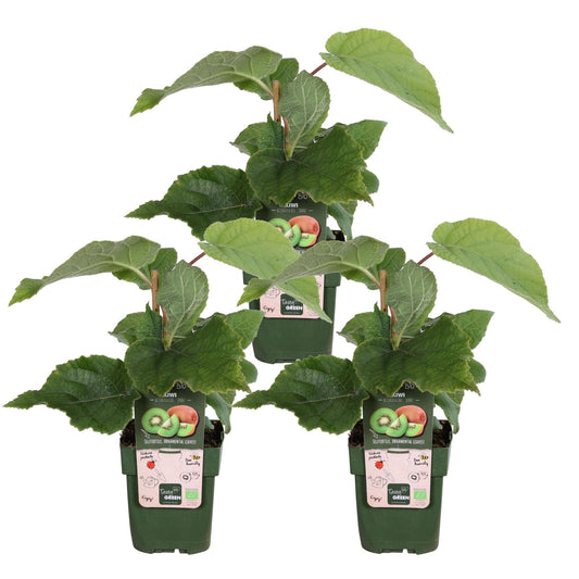 3x Kiwi - Actinidia delciosioa 'Jenny' - ↨45cm - Ø13