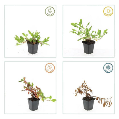 6x Schnecken-Knöterich - Persicaria aff. 'Darjeeling Red' - ↕10-25cm - Ø9cm