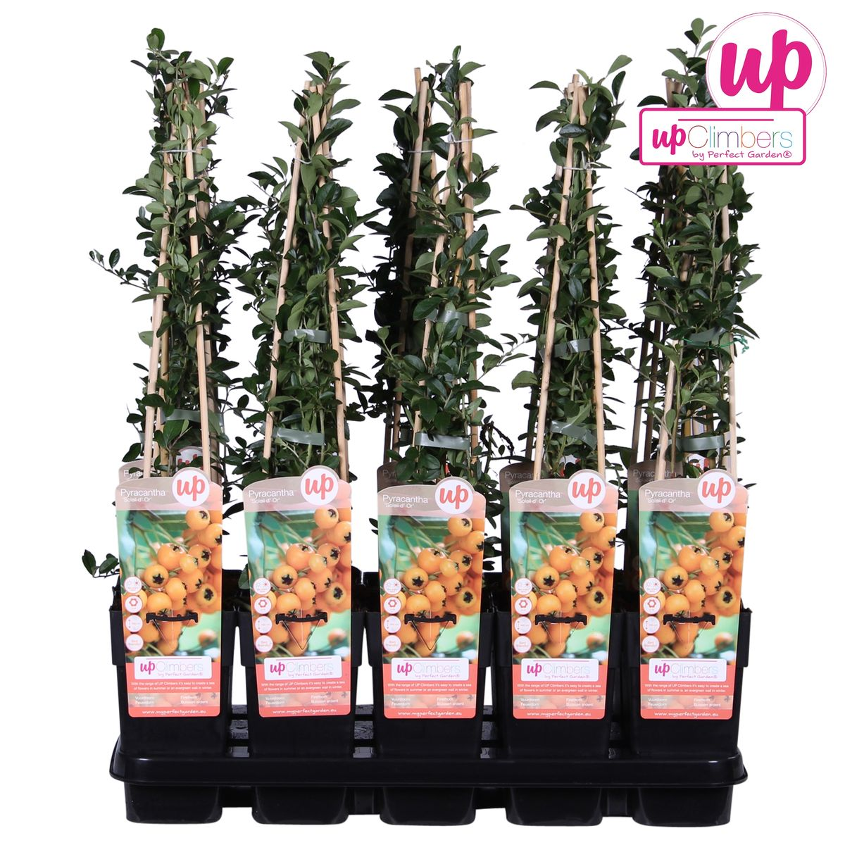 Feuerdorn - Pyracantha 'Soleil dOr' - Ø15cm - ↕65cm