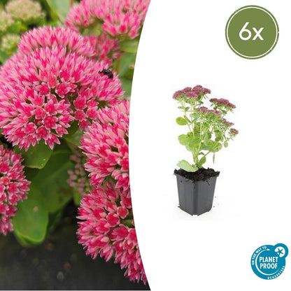 6x Sedum 'Herbstfreude' - ↕10-25cm - Ø9cm