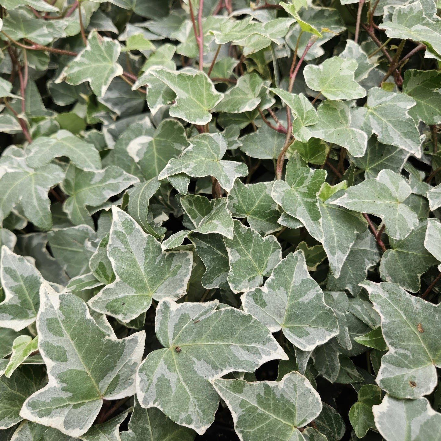 6x Efeu - Hedera helix 'Glacier' - ↕10-25cm - Ø9cm