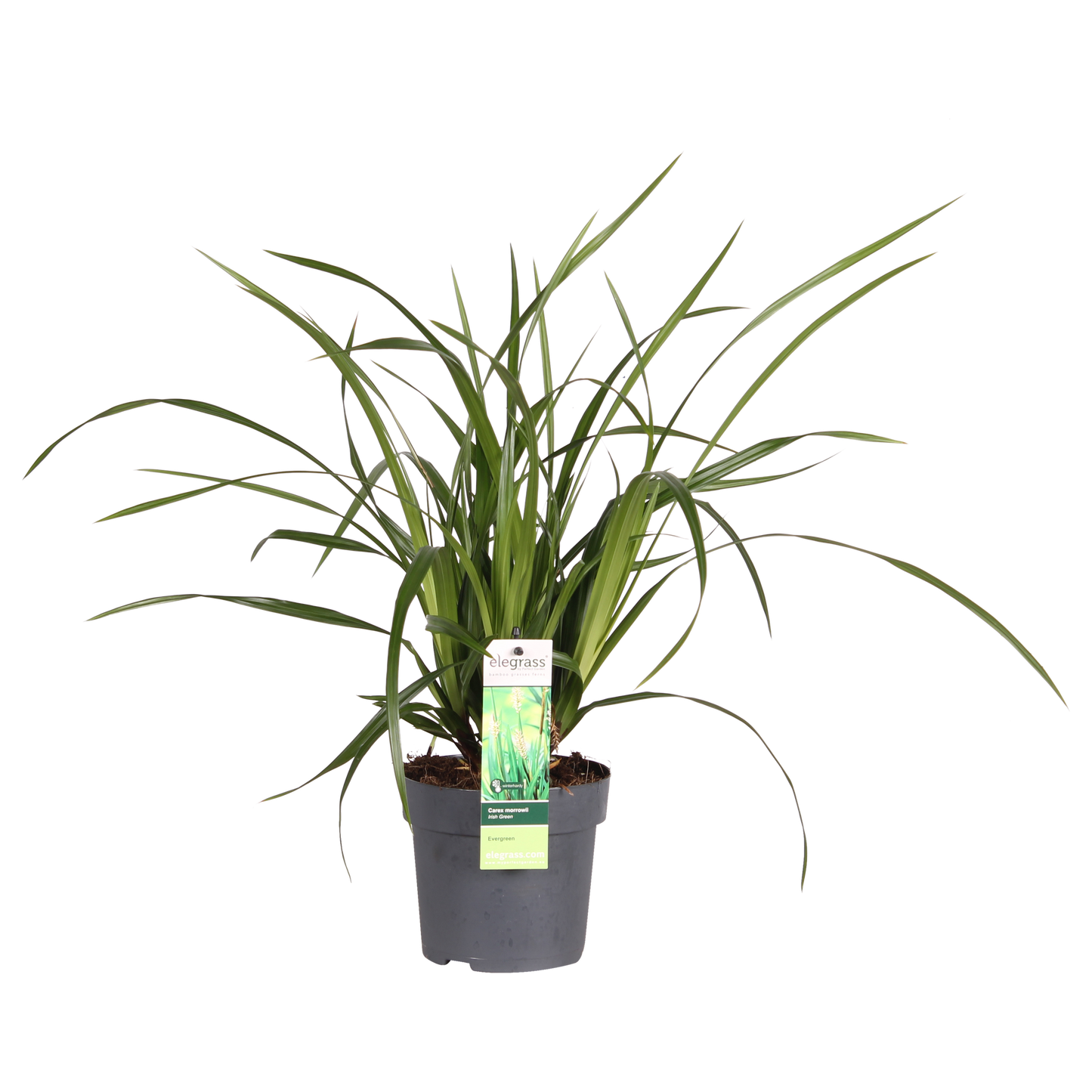 Carex morrowii Irish Green - Ø19cm - ↕40cm - Ø14 - ↨30cm