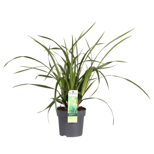 Carex morrowii Irish Green - Ø19cm - ↕40cm - Ø14 - ↨30cm