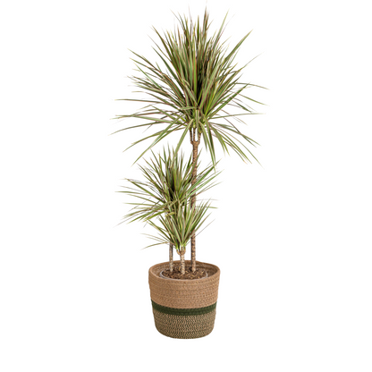 Drachenbaum - Dracaena Marginata Bicolor mit Korb Ø21cm - ↕110 - 130cm