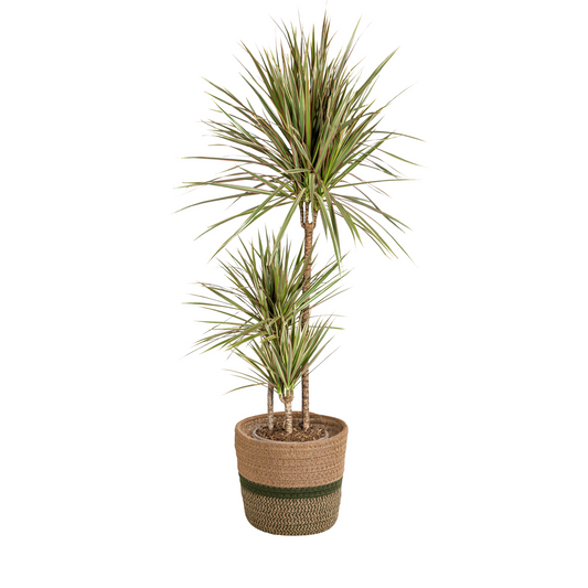 Drachenbaum - Dracaena Marginata Bicolor mit Korb Ø21cm - ↕110 - 130cm