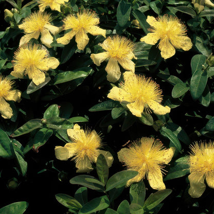 6x kelchiges Johanniskraut - Hypericum calycinum - ↕10-25cm - Ø9cm