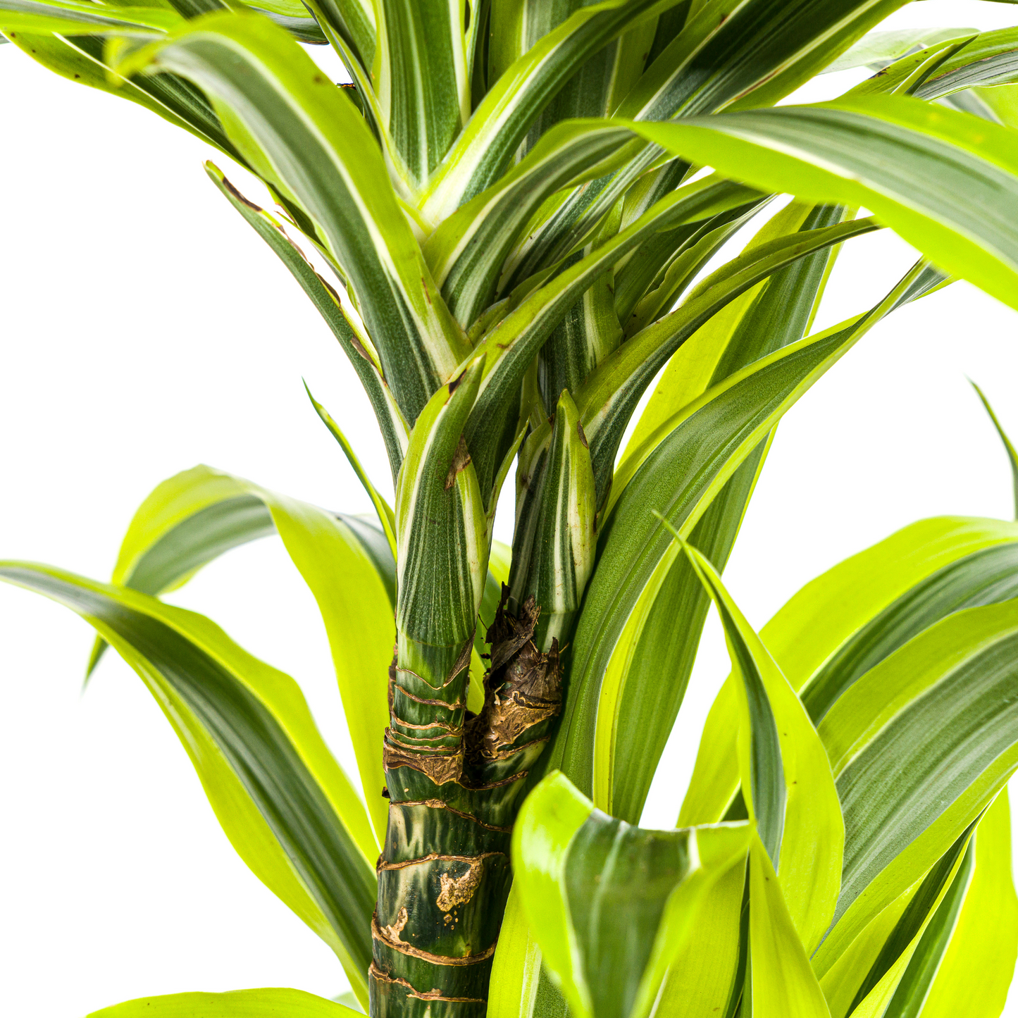 Drachenbaum - Dracaena Deremensis Lemon Lime Ø19cm - ↕70 - 90cm