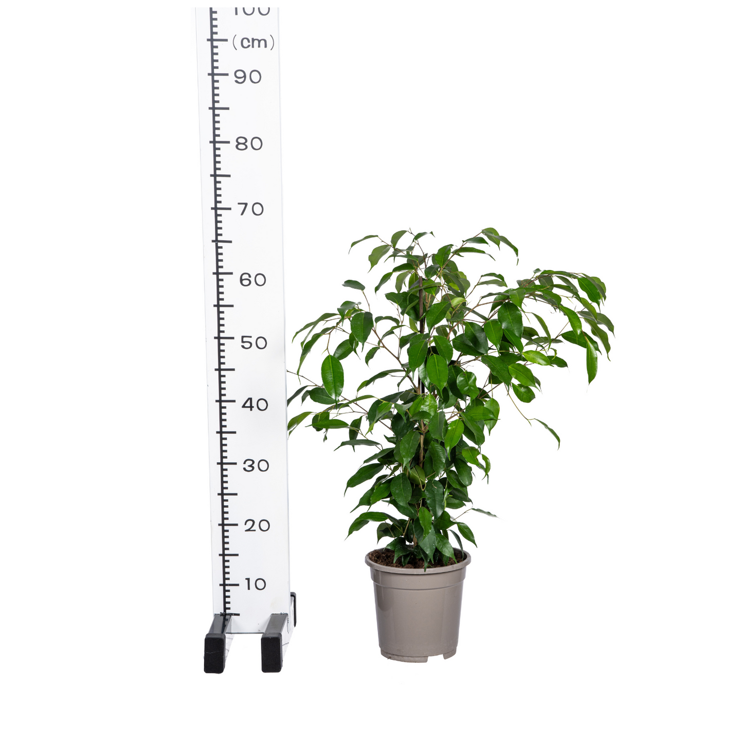Birkenfeige - Ficus Benjamina Exotica Ø17cm - ↕60 - 80cm
