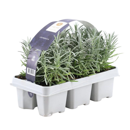 6x echter Lavendel angustifolia - duftend - Ø7 cm - ↕15 cm