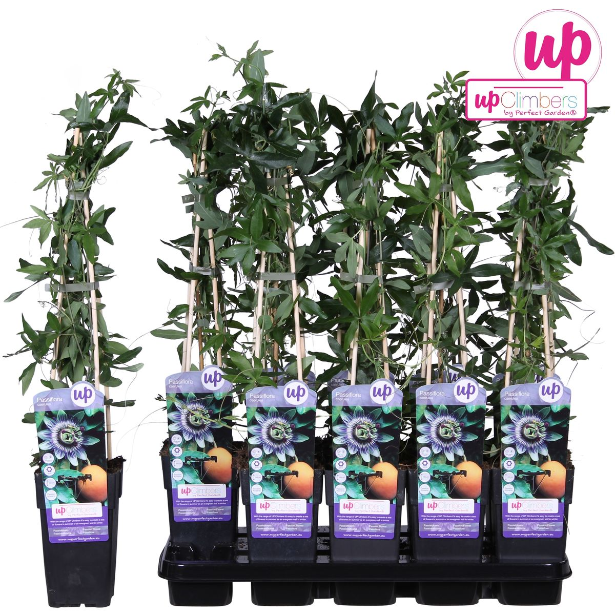 Passiflora Blau caerulea - Ø15cm - ↕65cm