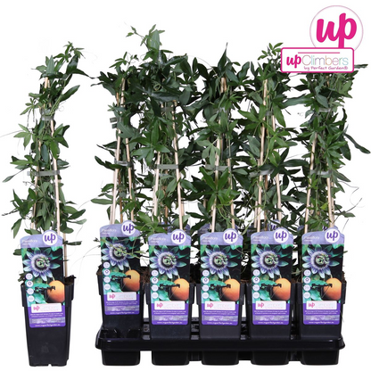 Passiflora Blau caerulea - Ø15cm - ↕65cm