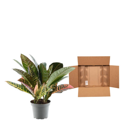 Wunderstrauch - Codiaeum variegatum 'Petra' - 30 cm - ø12