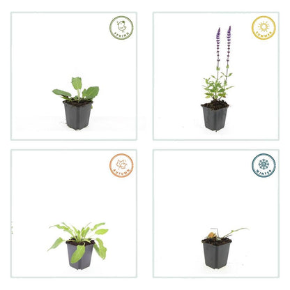 6x Salvia nem. 'Mainacht' - ↕10-25cm - Ø9cm