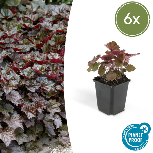 6x Purpurglöckchen - Heuchera mic. 'Palace Purple' - ↕10-25cm - Ø9cm